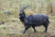 Wild Goat